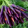 Cosmic Purple Carrot Seeds – Heirloom Variety, Sweet & Tender, 150 Seeds - Image 1