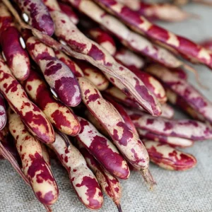 Cranberry Bean Seeds – Taylor's Horticultural Bush – Heirloom Bush Beans – 20 Seeds - Image 3