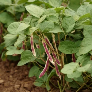 Cranberry Bean Seeds – Taylor's Horticultural Bush – Heirloom Bush Beans – 20 Seeds - Image 5
