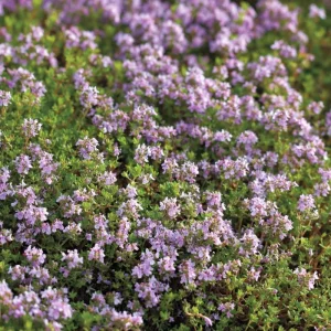 Creeping Thyme Seeds - Fragrant Ground Cover 250 Seeds - Pollinator-Friendly - Image 2