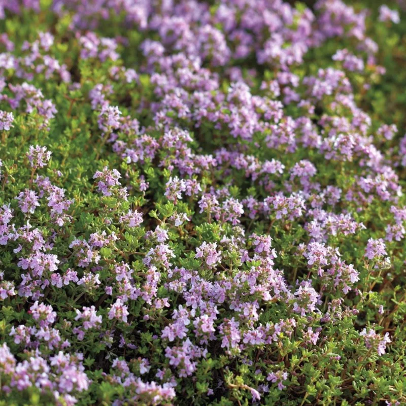 Creeping Thyme Seeds - Fragrant Ground Cover 250 Seeds - Pollinator-Friendly - Image 2