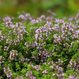 Creeping Thyme Seeds - Fragrant Ground Cover 250 Seeds - Pollinator-Friendly - Image 3