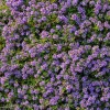 Creeping Thyme Seeds - Fragrant Ground Cover 250 Seeds - Pollinator-Friendly - Image 1