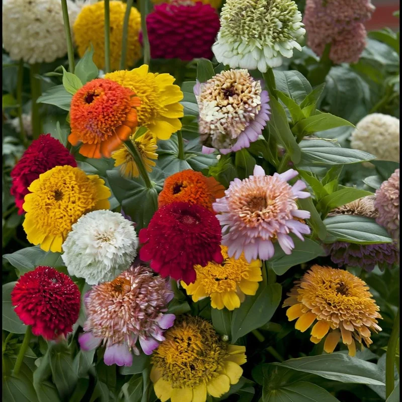 Crested Petal Zinnia Seeds - 25 Seeds, Ruffled Crown Blooms, Tall Stems - Image 3