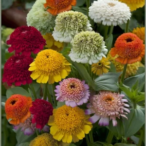 Crested Petal Zinnia Seeds - 25 Seeds, Ruffled Crown Blooms, Tall Stems - Image 1