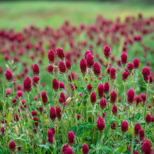 Crimson Clover Seeds - Vibrant Red Blooms, 1000 Count, Cover Crop, Pollinator Magnet, Soil Enricher - Image 2
