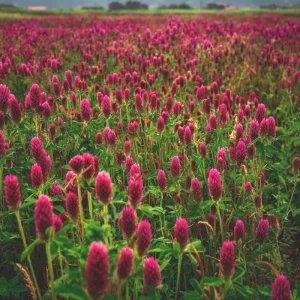 Crimson Clover Seeds - Vibrant Red Blooms, 1000 Count, Cover Crop, Pollinator Magnet, Soil Enricher - Image 3