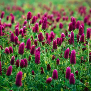 Crimson Clover Seeds - Vibrant Red Blooms, 1000 Count, Cover Crop, Pollinator Magnet, Soil Enricher - Image 4