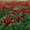 Crimson Clover Seeds - Vibrant Red Blooms, 1000 Count, Cover Crop, Pollinator Magnet, Soil Enricher - Image 1