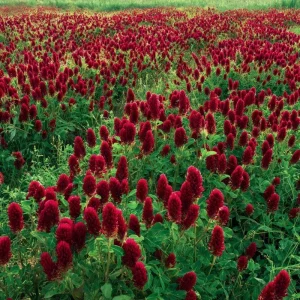 Crimson Clover Seeds - Vibrant Red Blooms, 1000 Count, Cover Crop, Pollinator Magnet, Soil Enricher - Image 1