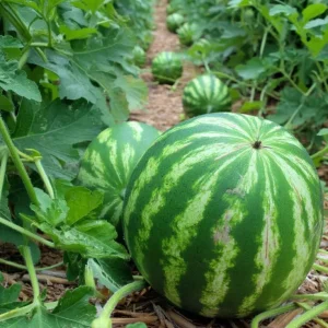 Crimson Sweet Watermelon Seeds – 15 Heirloom Seeds – Easy Grow Outdoor - Image 3