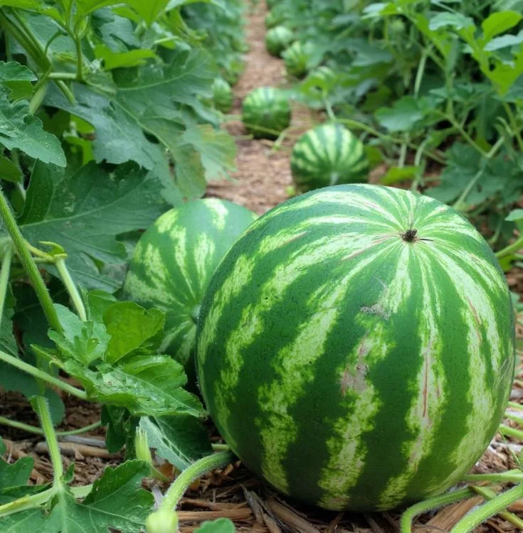 Crimson Sweet Watermelon Seeds – 15 Heirloom Seeds – Easy Grow Outdoor - Image 3