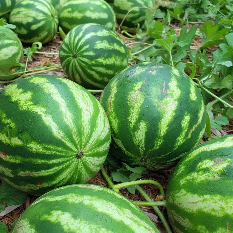 Crimson Sweet Watermelon Seeds – 15 Heirloom Seeds – Easy Grow Outdoor - Image 5