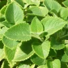Cuban Oregano Live Plant, Mexican Mint Herb, 2-Pack, 4 Inch Pot, 4 Inch Tall, Perennial - Image 1
