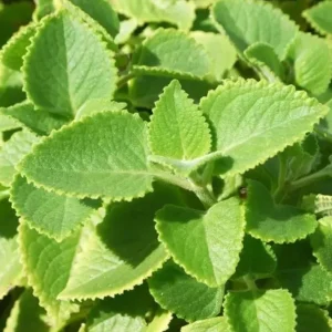 Cuban Oregano Live Plant, Mexican Mint Herb, 2-Pack, 4 Inch Pot, 4 Inch Tall, Perennial - Image 1