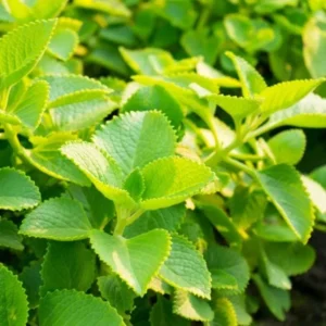Cuban Oregano Live Plant, Mexican Mint Herb, 2-Pack, 4 Inch Pot, 4 Inch Tall, Perennial - Image 2
