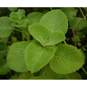 Cuban Oregano Live Plant, Mexican Mint Herb, 2-Pack, 4 Inch Pot, 4 Inch Tall, Perennial - Image 3