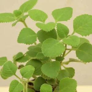 Cuban Oregano Live Plant, Mexican Mint Herb, 2-Pack, 4 Inch Pot, 4 Inch Tall, Perennial - Image 4