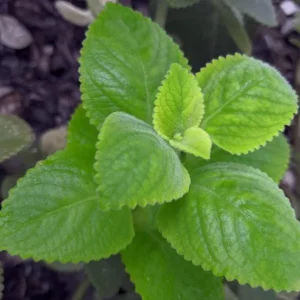 Cuban Oregano Live Plant, Mexican Mint Herb, 2-Pack, 4 Inch Pot, 4 Inch Tall, Perennial - Image 5