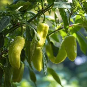 Cubanelle Sweet Pepper Seeds - Heirloom Mild Flavorful Chili, 25 Seeds - Image 4