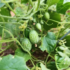 Cucamelon Mouse Melon Seeds 10 Count - Unique Mini Cucumber-Like Fruits for Gardens - Image 2