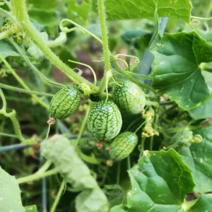 Cucamelon Mouse Melon Seeds 10 Count - Unique Mini Cucumber-Like Fruits for Gardens - Image 4