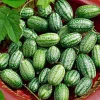 Cucamelon Mouse Melon Seeds 10 Count - Unique Mini Cucumber-Like Fruits for Gardens - Image 1