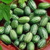 Cucamelon Mouse Melon Seeds 10-Pack - Unique Mini Cucumber-Like Fruits - Image 1