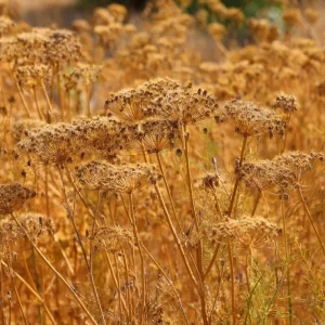 Cumin Seeds - 150 Heirloom Aromatic Spice Seeds for Cooking & Medicinal Use - Image 3