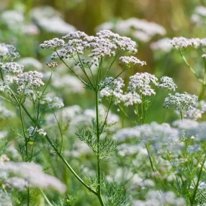 Cumin Seeds - 150 Heirloom Aromatic Spice Seeds for Cooking & Medicinal Use - Image 1
