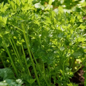 Cutting Celery Seeds - 200 Seeds, Flavorful Leaf Celery Herb for Gardens & Containers - Image 3