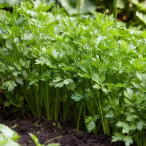 Cutting Celery Seeds - 200 Seeds, Flavorful Leaf Celery Herb for Gardens & Containers - Image 4