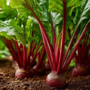 Cylindra Beet Seeds - 150 Heirloom Root Vegetable Seeds for Garden - Image 2