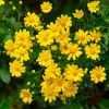 Dahlberg Daisy Seeds - 300 Count, Bright Yellow Blooms, Wildflower, Pollinator Friendly - Image 1