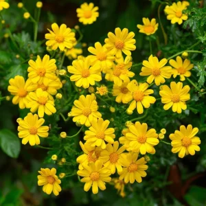 Dahlberg Daisy Seeds - 300 Count, Bright Yellow Blooms, Wildflower, Pollinator Friendly - Image 1