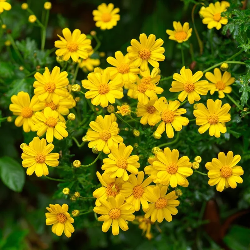Dahlberg Daisy Seeds - 300 Count, Bright Yellow Blooms, Wildflower, Pollinator Friendly - Image 1