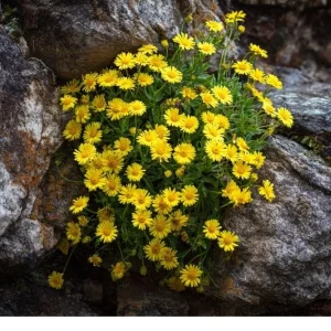Dahlberg Daisy Seeds - 300 Count, Bright Yellow Blooms, Wildflower, Pollinator Friendly - Image 2
