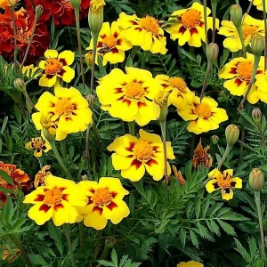 Dainty Marietta French Marigold Seeds - 200 Count, Compact, Vibrant Blooms, Outdoor - Image 2