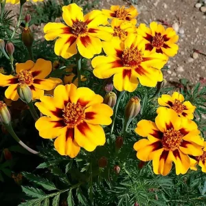 Dainty Marietta French Marigold Seeds - 200 Count, Compact, Vibrant Blooms, Outdoor - Image 3