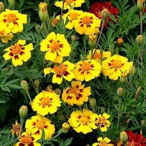 Dainty Marietta French Marigold Seeds - 200 Count, Compact, Vibrant Blooms, Outdoor - Image 4