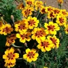 Dainty Marietta French Marigold Seeds - 200 Count, Compact, Vibrant Blooms, Outdoor - Image 1