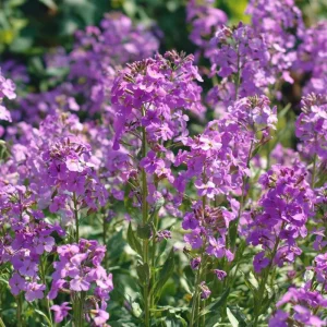 Dames Rocket Seeds 300 Count - Heirloom Hesperis matronalis for Pollinators - Image 1
