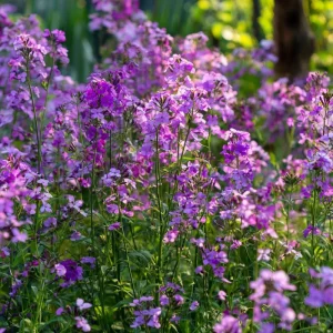 Dames Rocket Seeds 300 Count - Heirloom Hesperis matronalis for Pollinators - Image 5