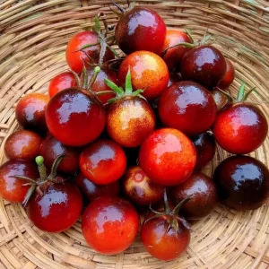 Dancing with Smurfs Cherry Tomato Seeds | Heirloom Indigo-Purple | 20 Seed Pack - Image 2