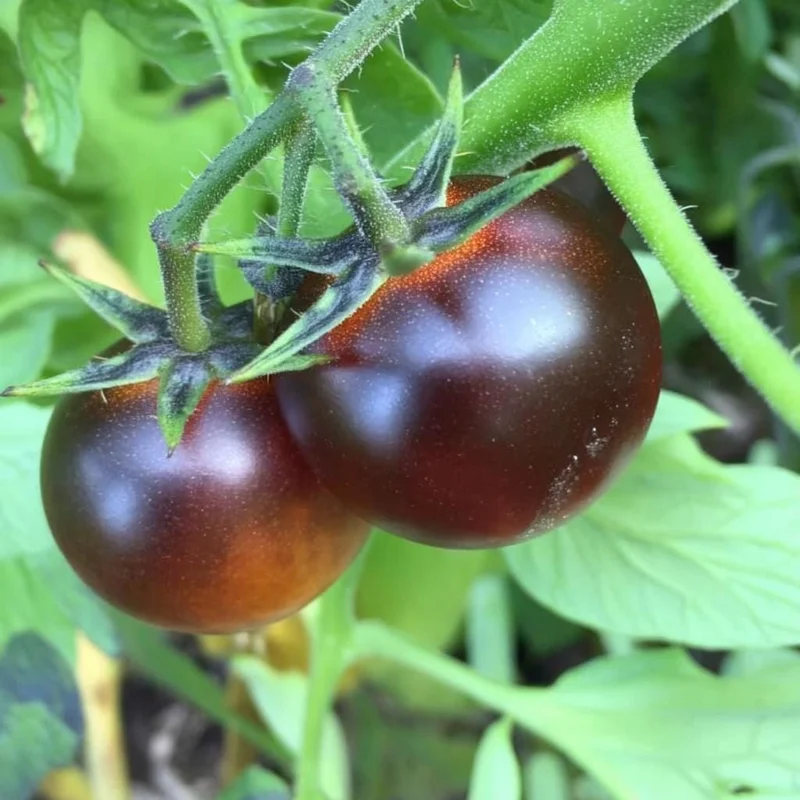 Dancing with Smurfs Cherry Tomato Seeds | Heirloom Indigo-Purple | 20 Seed Pack - Image 3