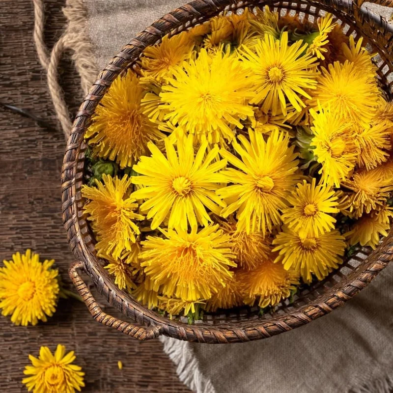 Dandelion Seeds - 50 Count Taraxacum officinale, Edible & Medicinal Herb - Image 2