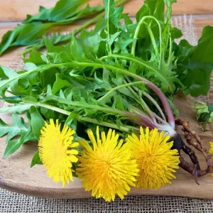 Dandelion Seeds - 50 Count Taraxacum officinale, Edible & Medicinal Herb - Image 3