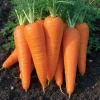 Danvers 126 Carrot Seeds - Classic Sweet Flavor - 150 Seeds - High Yield - Image 1
