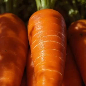 Danvers 126 Carrot Seeds - Classic Sweet Flavor - 150 Seeds - High Yield - Image 2