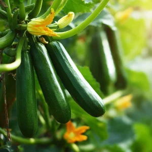 Dark Green Zucchini Seeds - 25 Heirloom Summer Squash Seeds for Garden - Image 3